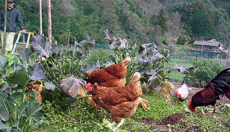 畑で野菜をついばむ鶏