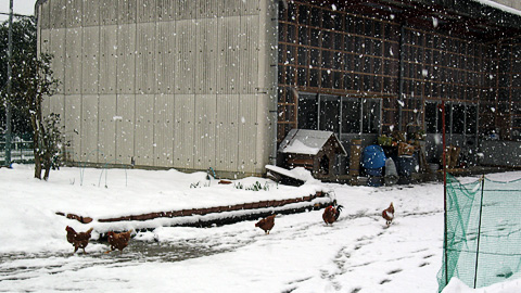 雪の中の鶏舎と鶏